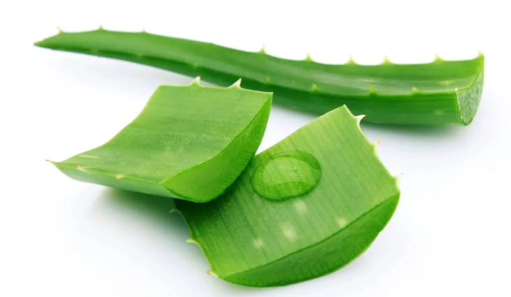 aloevera