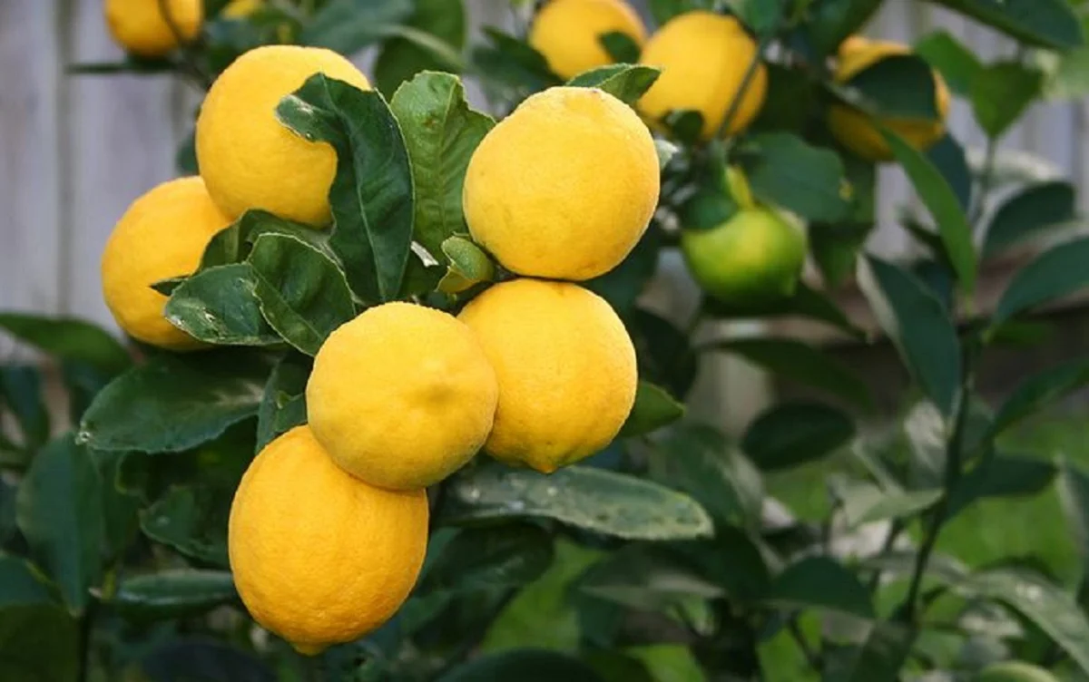 lemons1649918646